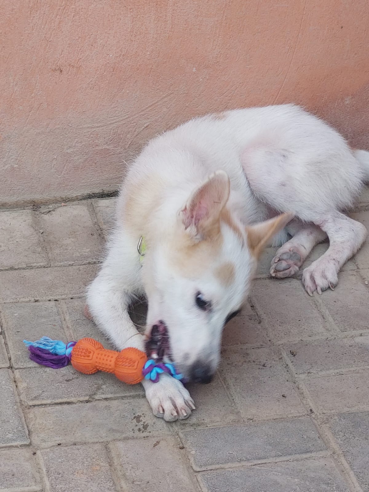 عزوز يمضغ دميته